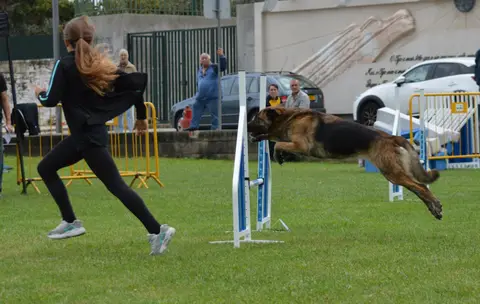 Handler a correr ao lado de Pastor Alemão a saltar um obstáculo de agility numa prova