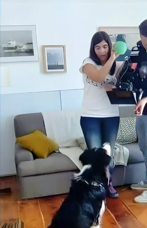 Border Collie numa sala de estar durante uma filmagem, junto a uma câmara de filmar