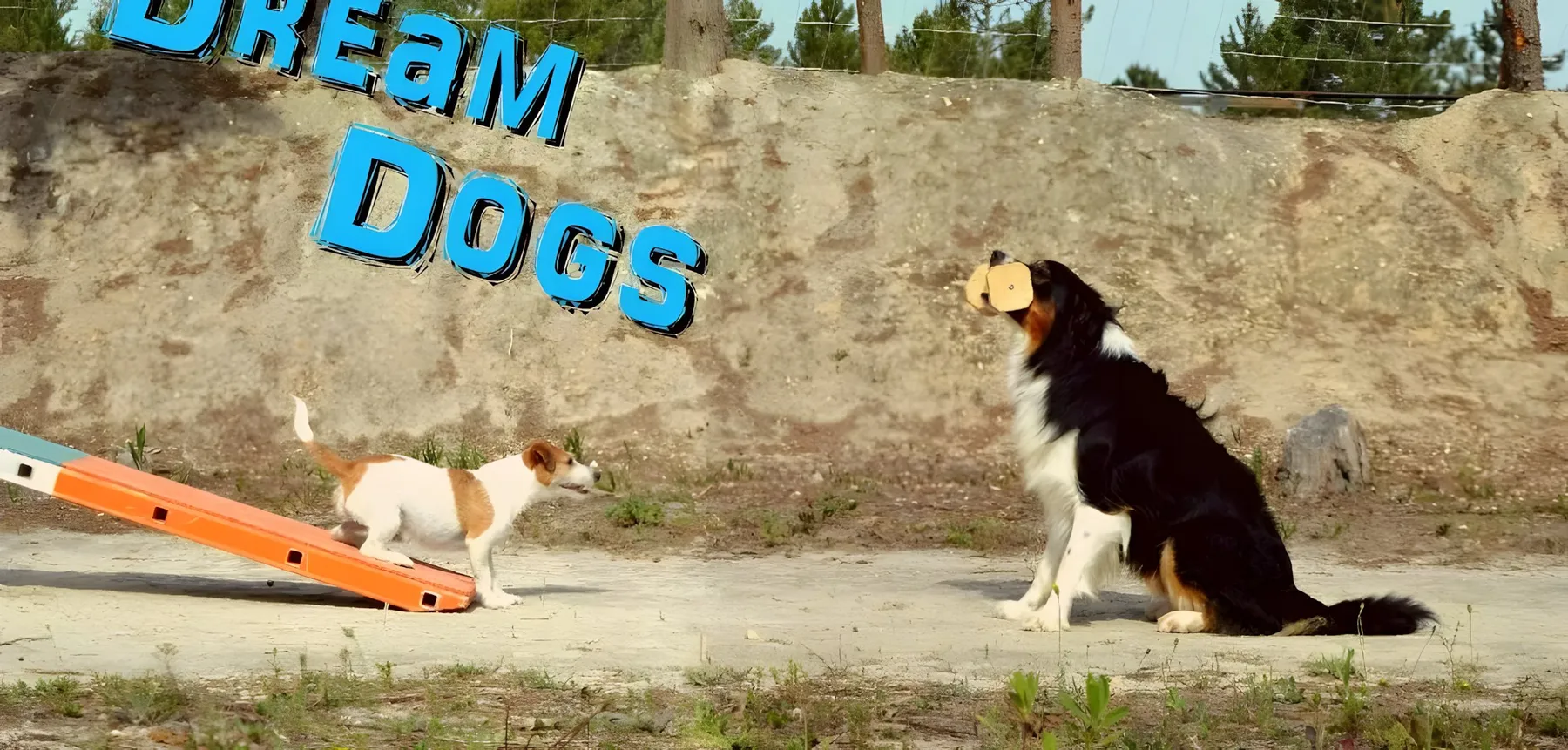 Campo de treino da Dream Dogs no Complexo Desportivo do Camarnal, com um Jack Russell na rampa de agility e um Border Collie sentado