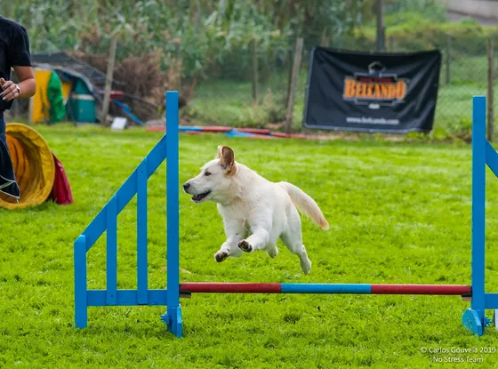 Axel, cão da equipa Dream Dogs
