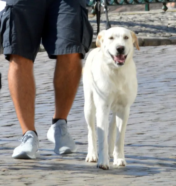 Axel, cão da equipa Dream Dogs
