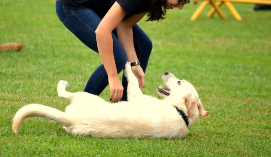 Axel, cão da equipa Dream Dogs