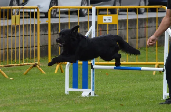 Bacco, cão da equipa Dream Dogs