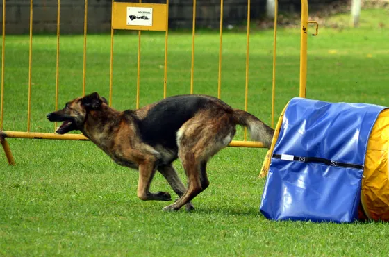Estrela, cão da equipa Dream Dogs