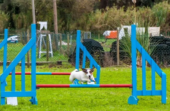 Kuka, cão da equipa Dream Dogs