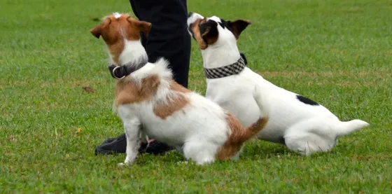 Mel e Kuka, cães da equipa Dream Dogs