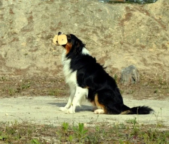 Rafa, cão da equipa Dream Dogs