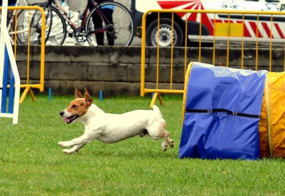 Shorty, cão da equipa Dream Dogs