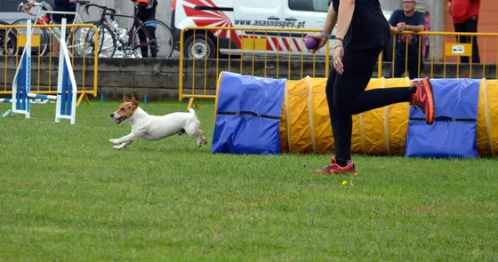 Shorty, cão da equipa Dream Dogs
