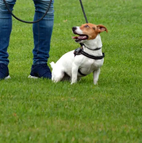 Jack Russell sentado ao lado do tutor, com trela, numa aula de obediência básica na relva