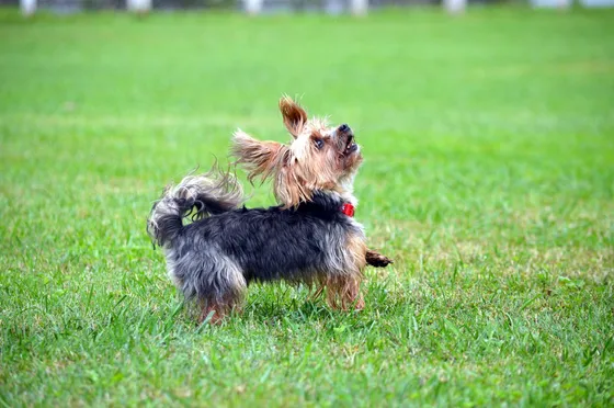 Simão, cão da equipa Dream Dogs