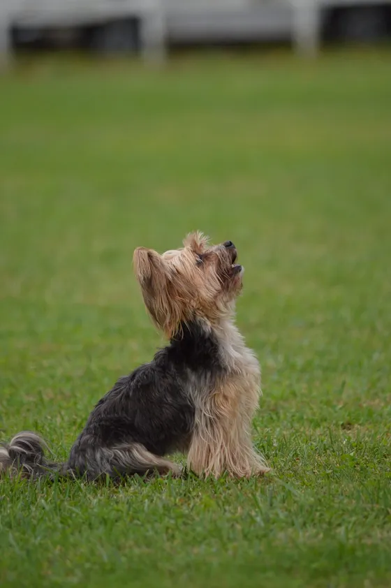 Simão, cão da equipa Dream Dogs