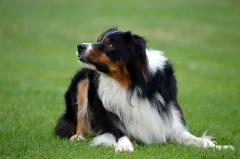 Border Collie tricolor deitado na relva, atento, durante um exercício de obediência avançada