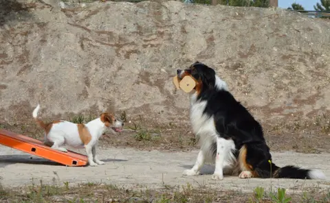 Colagem de fotografias de um workshop de treino canino num pavilhão, com um grupo em fila e a treinadora com um Border Collie