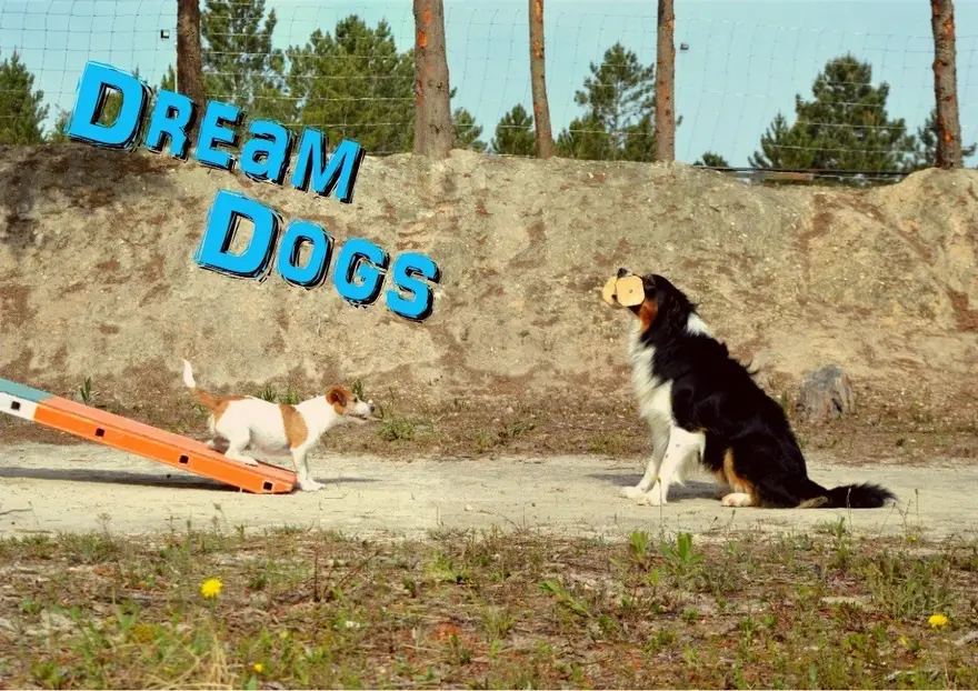 Campo de treino ao ar livre com pinhal, Jack Russell na rampa e Border Collie sentado, no espaço da Dream Dogs em Alenquer